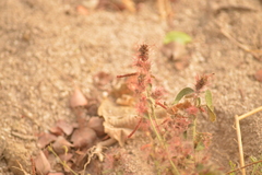 Acalypha monostachya