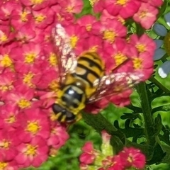 Myathropa florea
