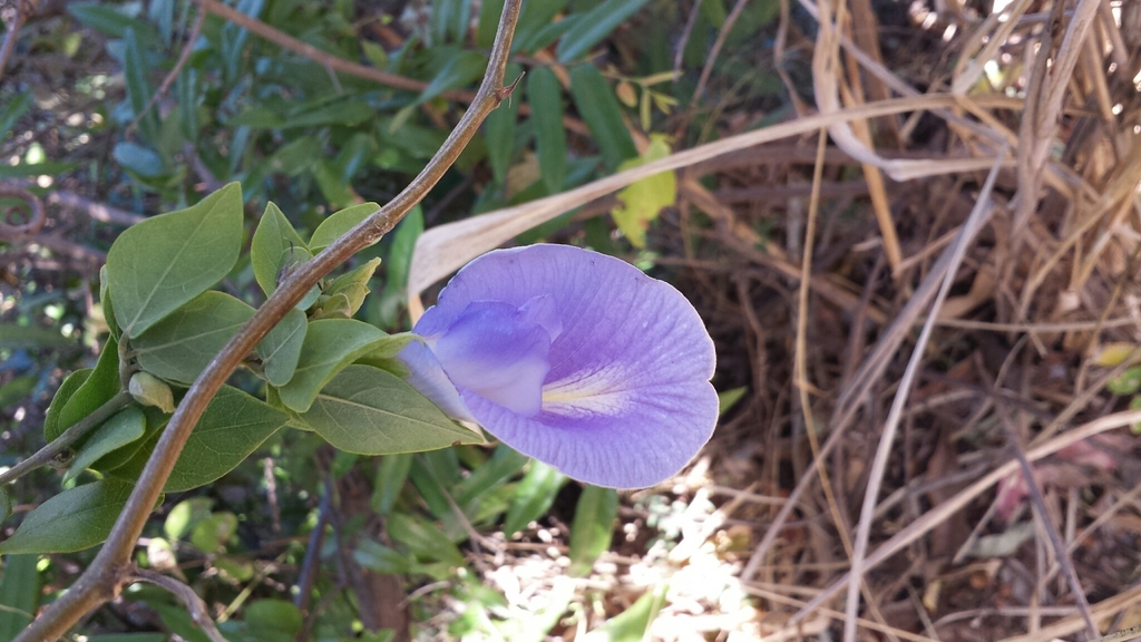 Clitoria lasciva