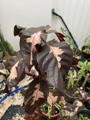 Graptophyllum