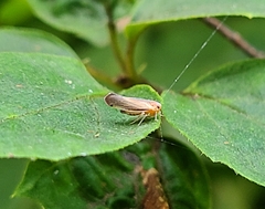 Omolicna