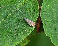 Omolicna