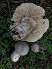 Tricholoma smithii