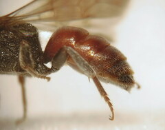 Sphecodes schenckii