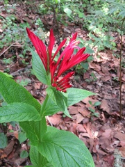 Spigelia longiflora