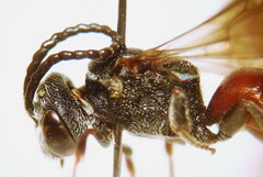 Sphecodes schenckii