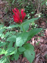 Spigelia longiflora