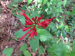 Spigelia longiflora