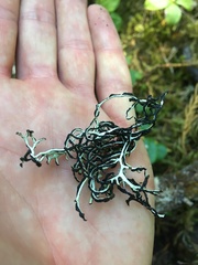 Hypogymnia duplicata