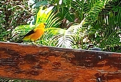 Gymnomystax mexicanus