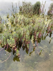 Hippuris tetraphylla