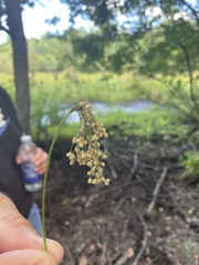 Scirpus pedicellatus