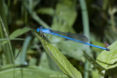 Ceriagrion azureum