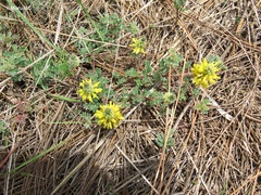 Dalea lutea