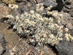 Eriogonum ovalifolium