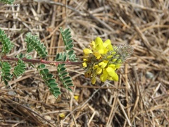 Dalea lutea