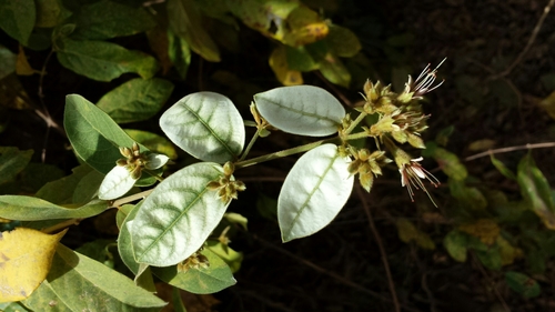 Combretum villosum image