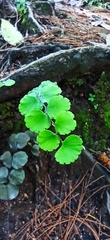 Adiantum galeottianum
