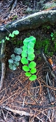 Adiantum galeottianum
