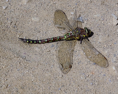 Aeshna juncea