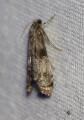 Petrophila schaefferalis