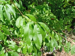 Prunus persica