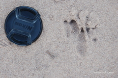 Euphractus sexcinctus