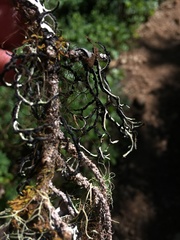 Hypogymnia duplicata