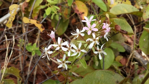 Combretum albiflorum image