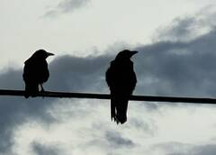 Corvus corax