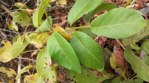 Combretum albiflorum image