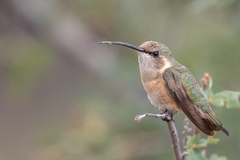 Lucifer Hummingbird photo 4
