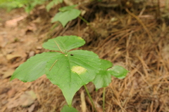 Uromyces ari-triphylli