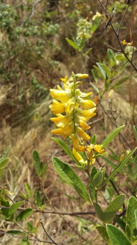 Berteron's rattlebox (Crotalaria berteriana)
