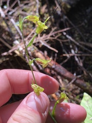 Anticlea occidentalis