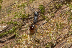 Polyrhachis maculata
