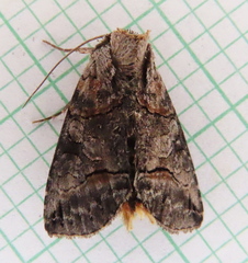 Abrostola urentis