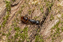 Polyrhachis maculata