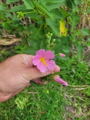 Kosteletzkya pentacarpos