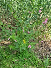 Kosteletzkya pentacarpos