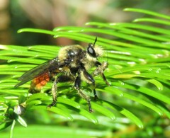 Laphria fernaldi