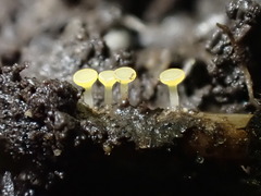 Hymenoscyphus menthae