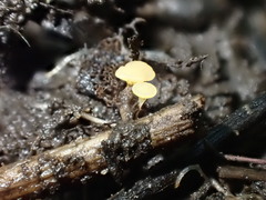 Hymenoscyphus menthae