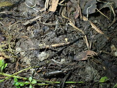 Hymenoscyphus menthae