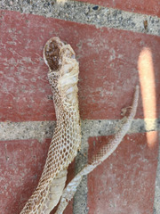 Pituophis catenifer