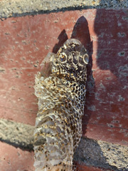 Pituophis catenifer