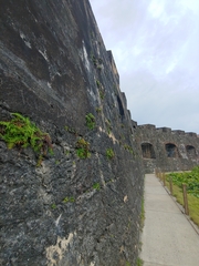 Pityrogramma chrysophylla gabrielae