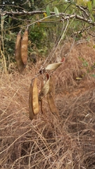 Millettia
