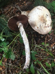 Agaricus sylvaticus occidentalis