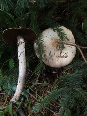 Agaricus sylvaticus occidentalis